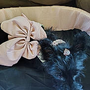 Miracle Faith joined the competition — help win amazing prizes! dog, black_dog, pet_bed, bow, pink_bow, pearl_necklace, accessory, fur, cute, cozy, indoor, resting, animal, canine, small_dog, decor, soft, relaxed, adorable, portrait