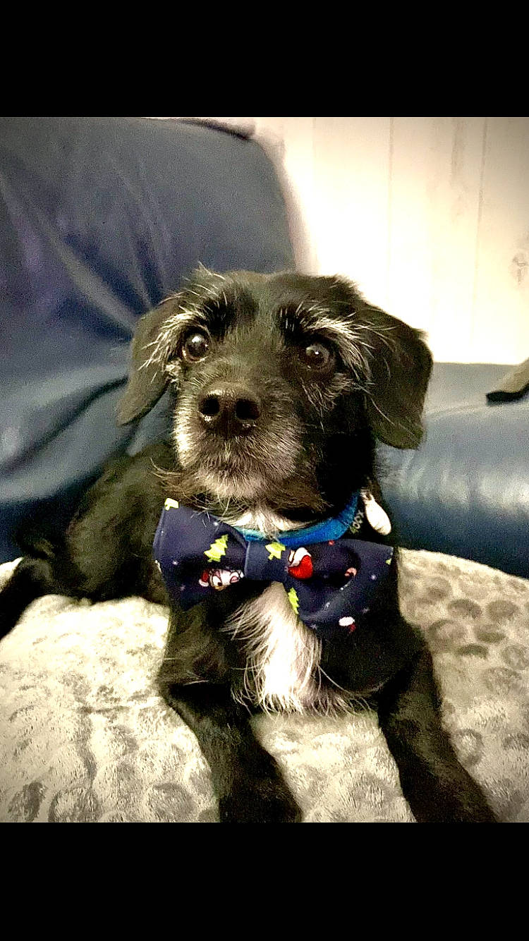 Nesquik participe au concours pour gagner de l'argent avec cette photo : canidae, carnivore, collar, companion_dog, couch, dog, dog_breed, dog_collar, dog_supply, electric_blue, fur, leash, pet_supply, small_terrier, snout, sporting_group, terrier, toy_dog, working_animal