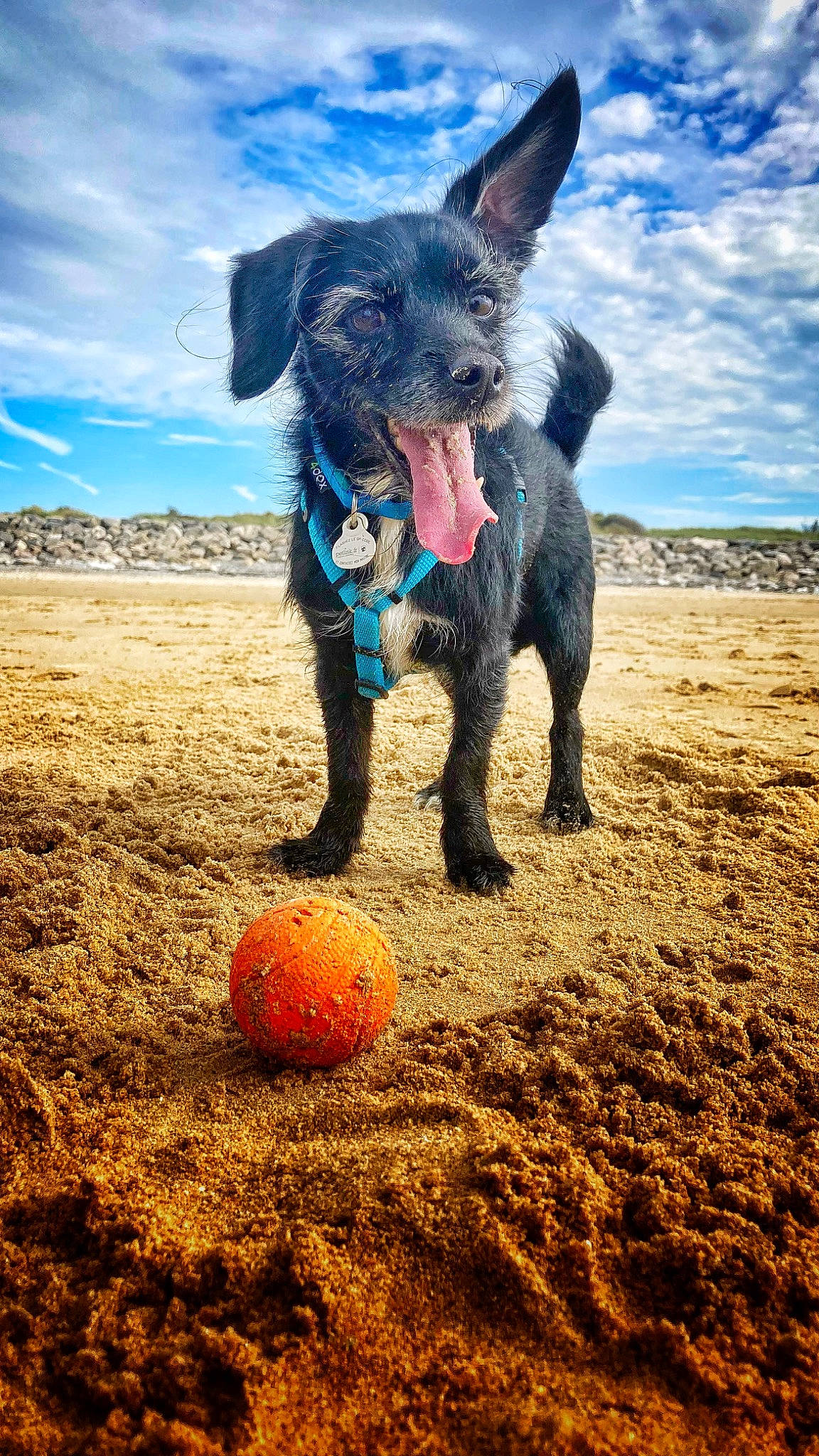 Nesquik participe au concours pour gagner de l'argent avec cette photo : ball, beach, canidae, carnivore, cloud, dog, dog_breed, dog_supply, fawn, fun, guard_dog, landscape, ocean, play, sand, sky, snout, soil, sporting_group, working_animal