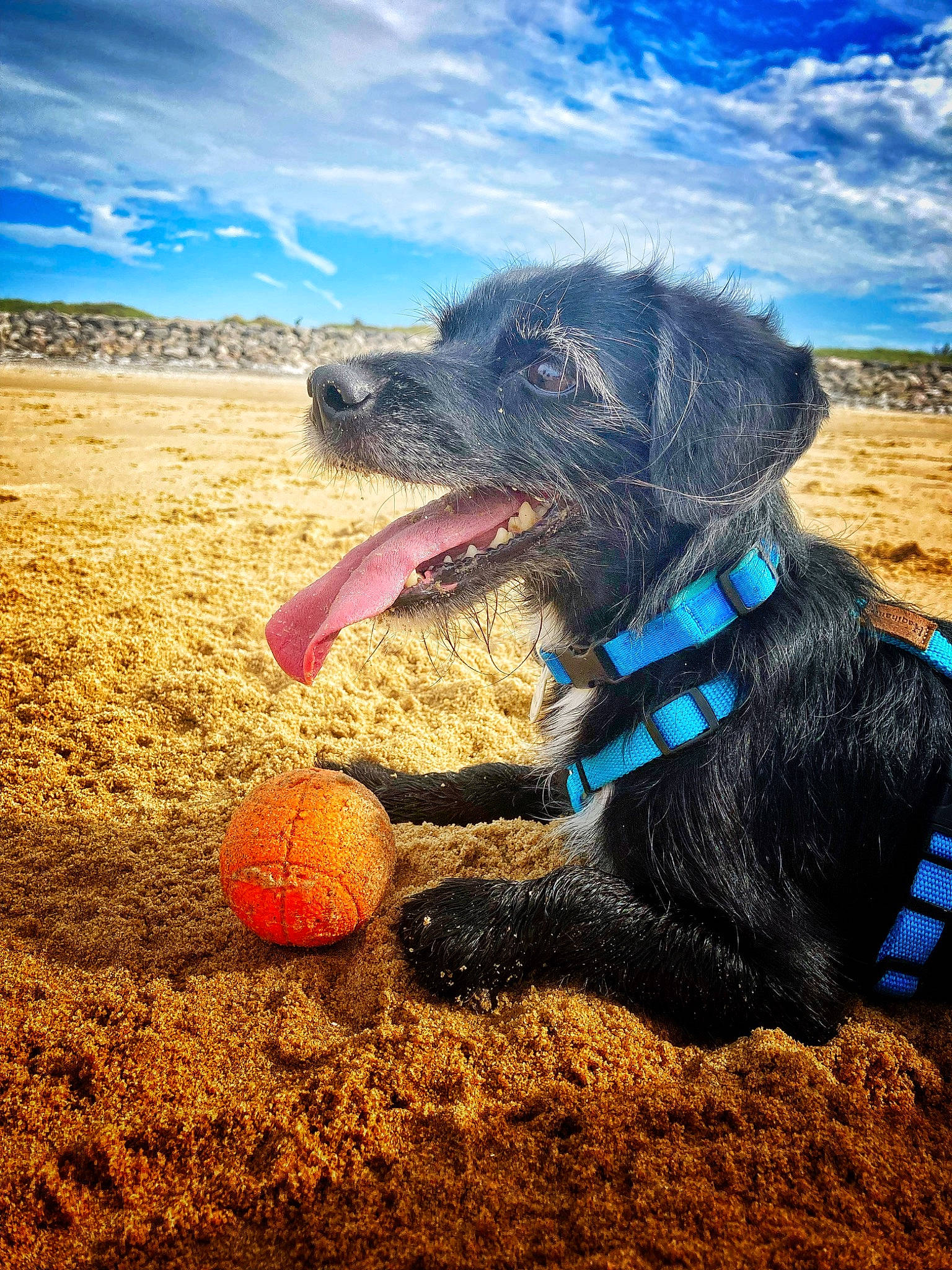 Nesquik a rejoint le concours — aidez-le/la à gagner de superbes lots ! ball, beach, blue, carnivore, cloud, collar, companion_dog, dog, dog_breed, dog_collar, electric_blue, happy, landscape, sand, sky, snout, sporting_group, sports_equipment, tennis_ball, working_animal
