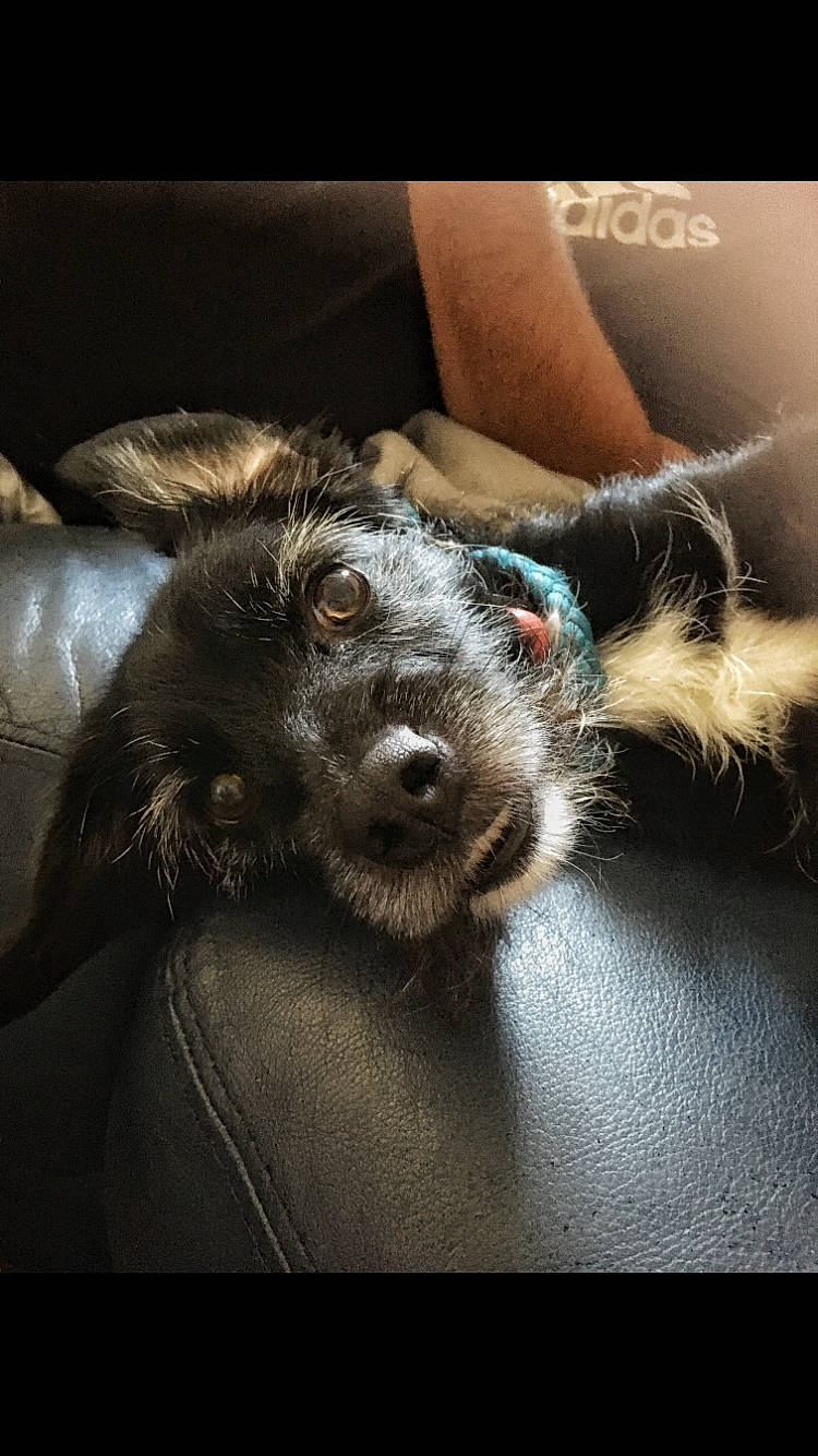 Nesquik a rejoint le concours — aidez-le/la à gagner de superbes lots ! canidae, carnivore, claw, comfort, companion_dog, darkness, dog, dog_breed, ear, felidae, fur, liver, paw, sporting_group, whiskers, working_animal