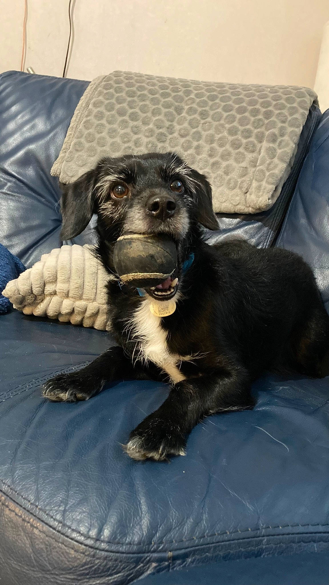 Nesquik a rejoint le concours — aidez-le/la à gagner de superbes lots ! borador, canidae, carnivore, claw, comfort, companion_dog, couch, dog, dog_breed, fur, guard_dog, liver, puppy, retriever, spaniel, sporting_group, terrestrial_animal, whiskers, working_animal, working_dog