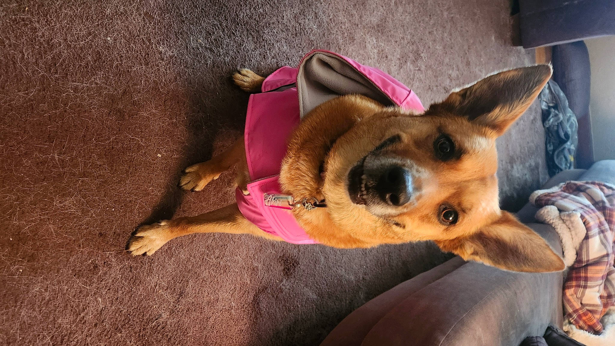 Akiri joined the competition — help win amazing prizes! canidae, carnivore, comfort, companion_dog, dog, dog_breed, dog_supply, ear, fawn, fur, german_shepherd_dog, guard_dog, herding_dog, nap, paw, sporting_group, toy_dog, whiskers, working_animal, working_dog