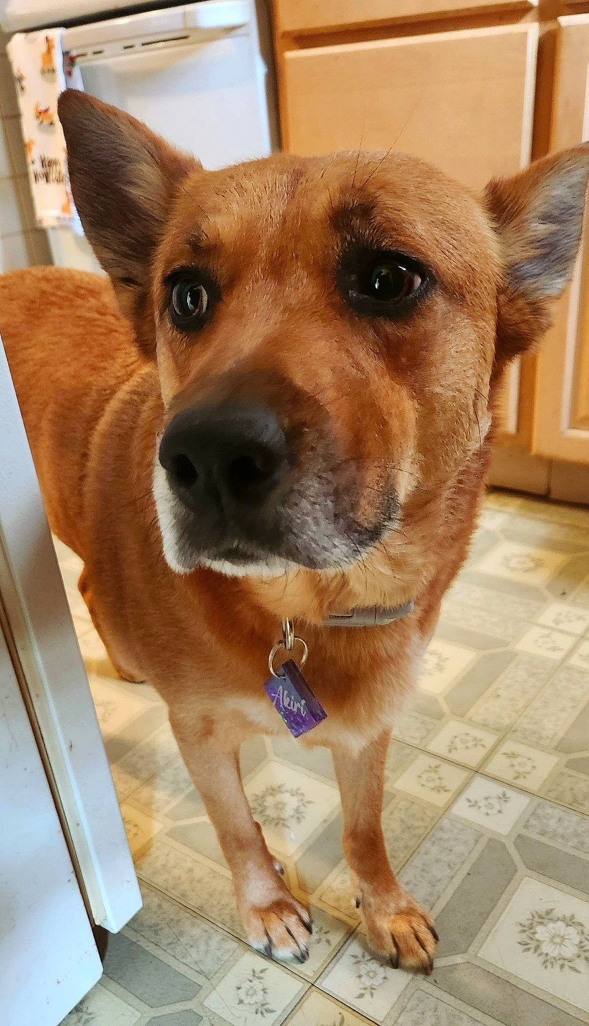 Akiri joined the competition — help win amazing prizes! canidae, carnivore, clock, collar, companion_dog, dog, dog_breed, dog_collar, door, ear, fawn, flooring, fur, pet_supply, snout, sporting_group, whiskers, wood, working_animal