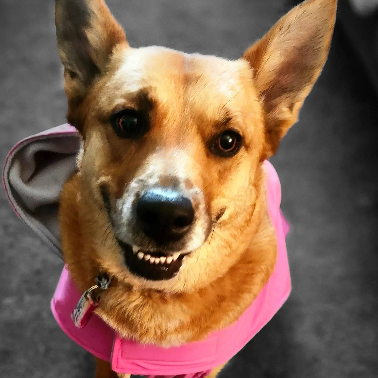 Akiri is registered to the contest to win money with this photo: ancient_dog_breeds, canidae, carnivore, collar, companion_dog, dog, dog_breed, dog_collar, dog_supply, ear, fawn, fur, herding_dog, puppy, snout, sporting_group, whiskers, window, working_animal, working_dog