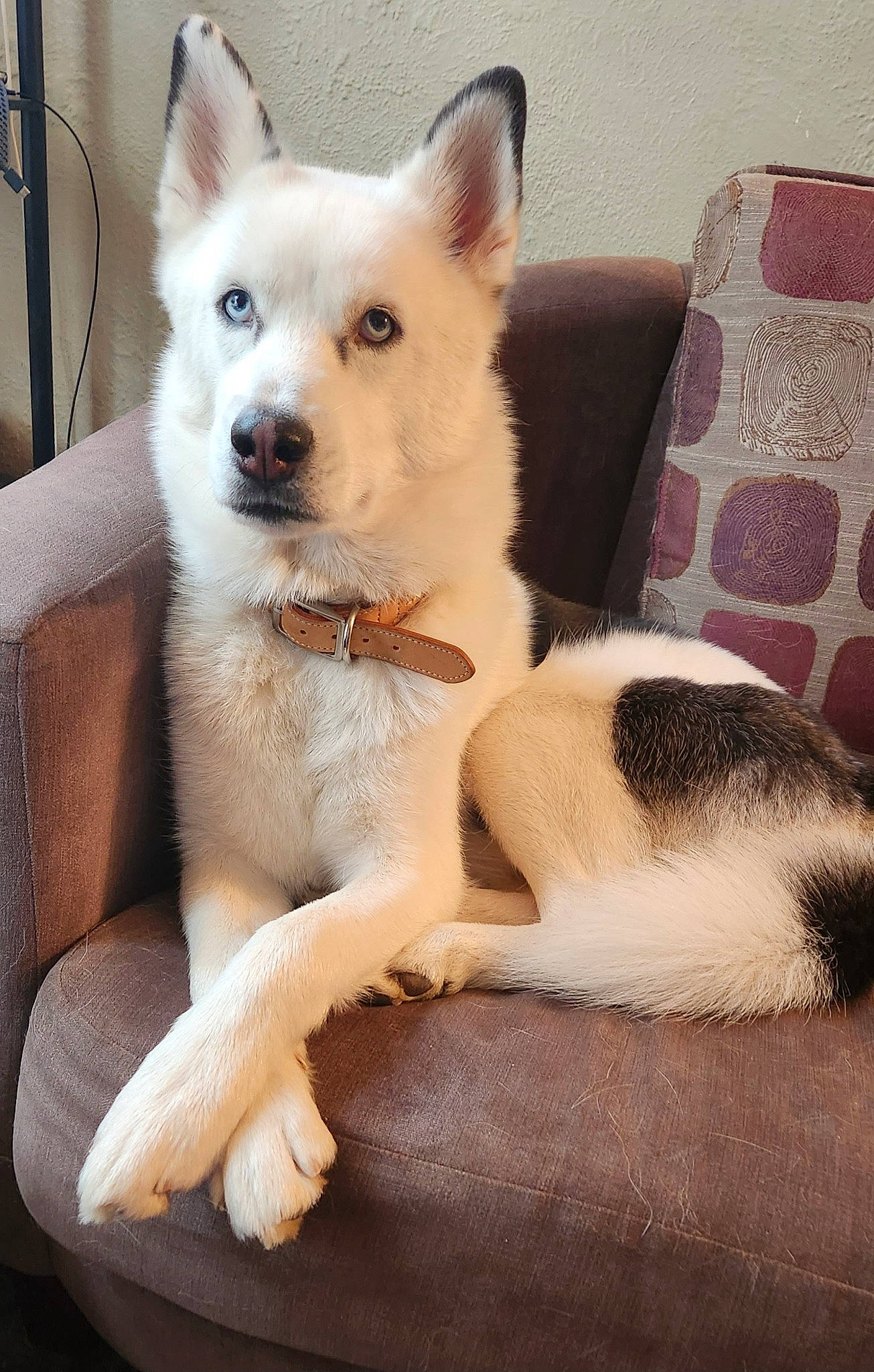 Mochi joined the competition — help win amazing prizes! ancient_dog_breeds, canidae, carnivore, collar, comfort, companion_dog, dog, dog_breed, fawn, fur, jaw, paw, puppy, snout, sporting_group, tail, terrestrial_animal, whiskers, working_animal, working_dog