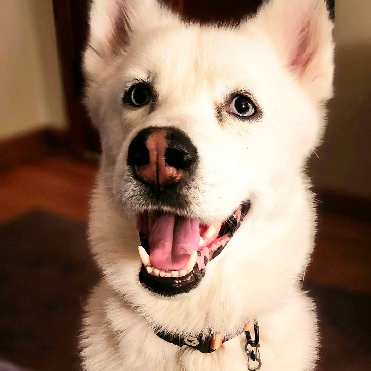 Mochi joined the competition — help win amazing prizes! ancient_dog_breeds, canidae, carnivore, collar, companion_dog, dog, dog_breed, dog_collar, ear, fang, fawn, fur, happy, jaw, non_sporting_group, snout, sporting_group, terrestrial_animal, whiskers, working_animal