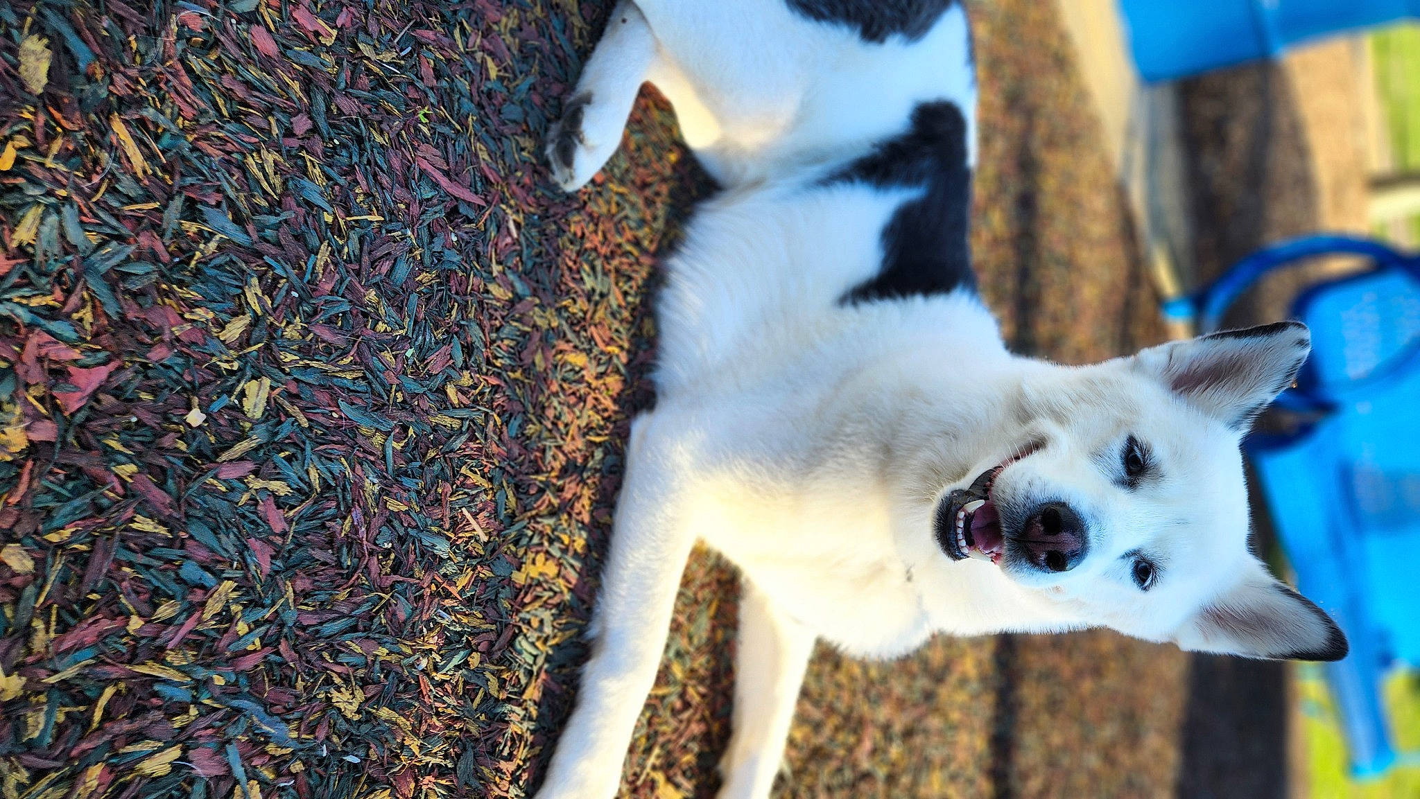 Mochi joined the competition — help win amazing prizes! canidae, carnivore, collar, companion_dog, dog, dog_breed, fawn, felidae, fur, non_sporting_group, paw, snout, tail, terrestrial_animal, whiskers, wildlife