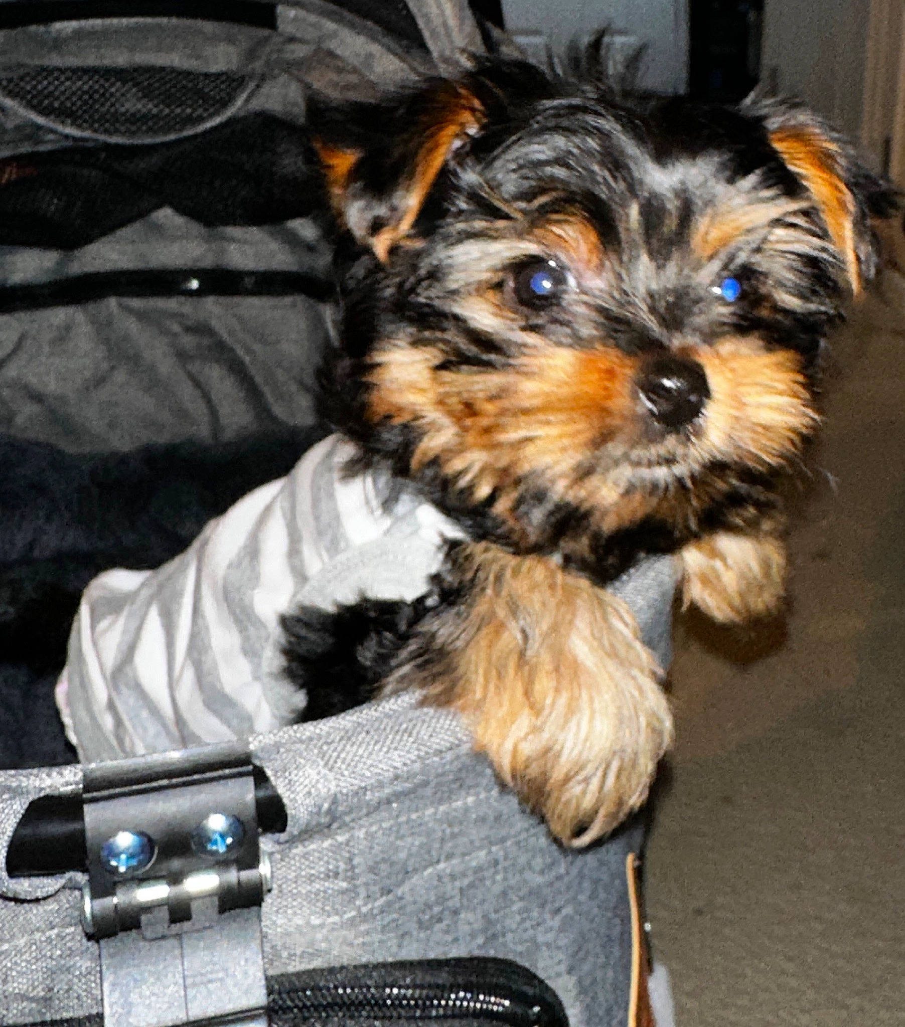 Celine joined the competition — help win amazing prizes! biewer_terrier, camera, cameras_optics, canidae, carnivore, companion_dog, digital_camera, dog, dog_breed, dog_supply, fur, liver, single_lens_reflex_camera, small_terrier, snout, sporting_group, terrier, toy_dog, working_animal, yorkipoo