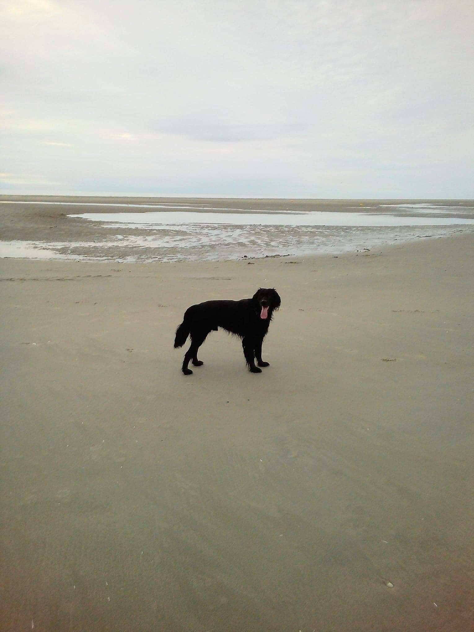 Lloydy participe au concours pour gagner de l'argent avec cette photo : beach, canidae, carnivore, coast, dog, dog_breed, dog_walking, flat_coated_retriever, guard_dog, hunting_dog, ocean, sand, sea, sporting_group, vacation, wave, working_dog