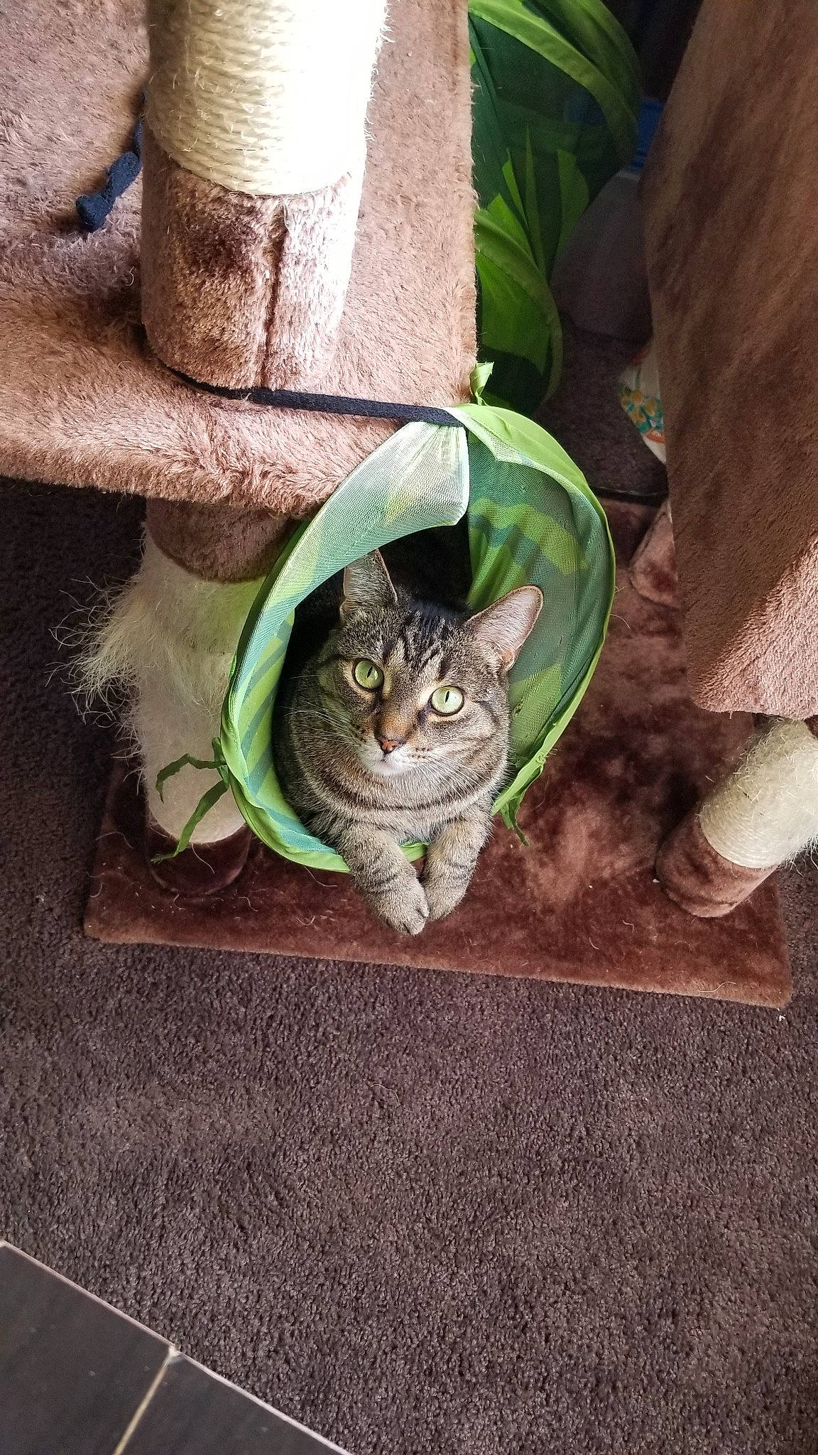 Guapo is registered to the contest to win money with this photo: american_shorthair, asian, carnivore, cat, domestic_short_haired_cat, dragon_li, european_shorthair, fawn, felidae, german_rex, green, kitten, pixie_bob, plant, small_to_medium_sized_cats, tabby_cat, tree, whiskers, wood