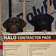 Judge Jury joined the competition — help win amazing prizes! animal, black_dog, box, brown_dog, cardboard, closeup, construction, curious, dog, home_improvement, indoor, insulation, packaging, peeking, pets, recessed_lighting, tongue_out, tools, two_dogs, wooden_beams