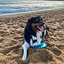 Thalia participe au concours pour gagner de l'argent avec cette photo : animal, beach, canine, coast, dog, frisbee, happy, leisure, nature, ocean, outdoor, pet, playful, relaxation, sand, sunlight, sunset, tongue_out, water, waves