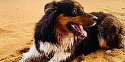 Thalia a rejoint le concours — aidez-le/la à gagner de superbes lots ! animal, beach, canine, coast, dog, happy, nature, ocean, outdoor, pet, relaxed, rock, sand, sea, summer, sunset, tongue_out, water, waves, wet_fur