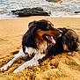animal, beach, canine, coast, dog, happy, nature, ocean, outdoor, pet, relaxed, rock, sand, sea, summer, sunset, tongue_out, water, waves, wet_fur