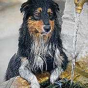 Thalia participe au concours pour gagner de l'argent avec cette photo : animal, black, brown, canine, closeup, daylight, dog, expression, faucet, fur, muzzle, nature, outdoor, paws, pet, portrait, stone, water, wet, white