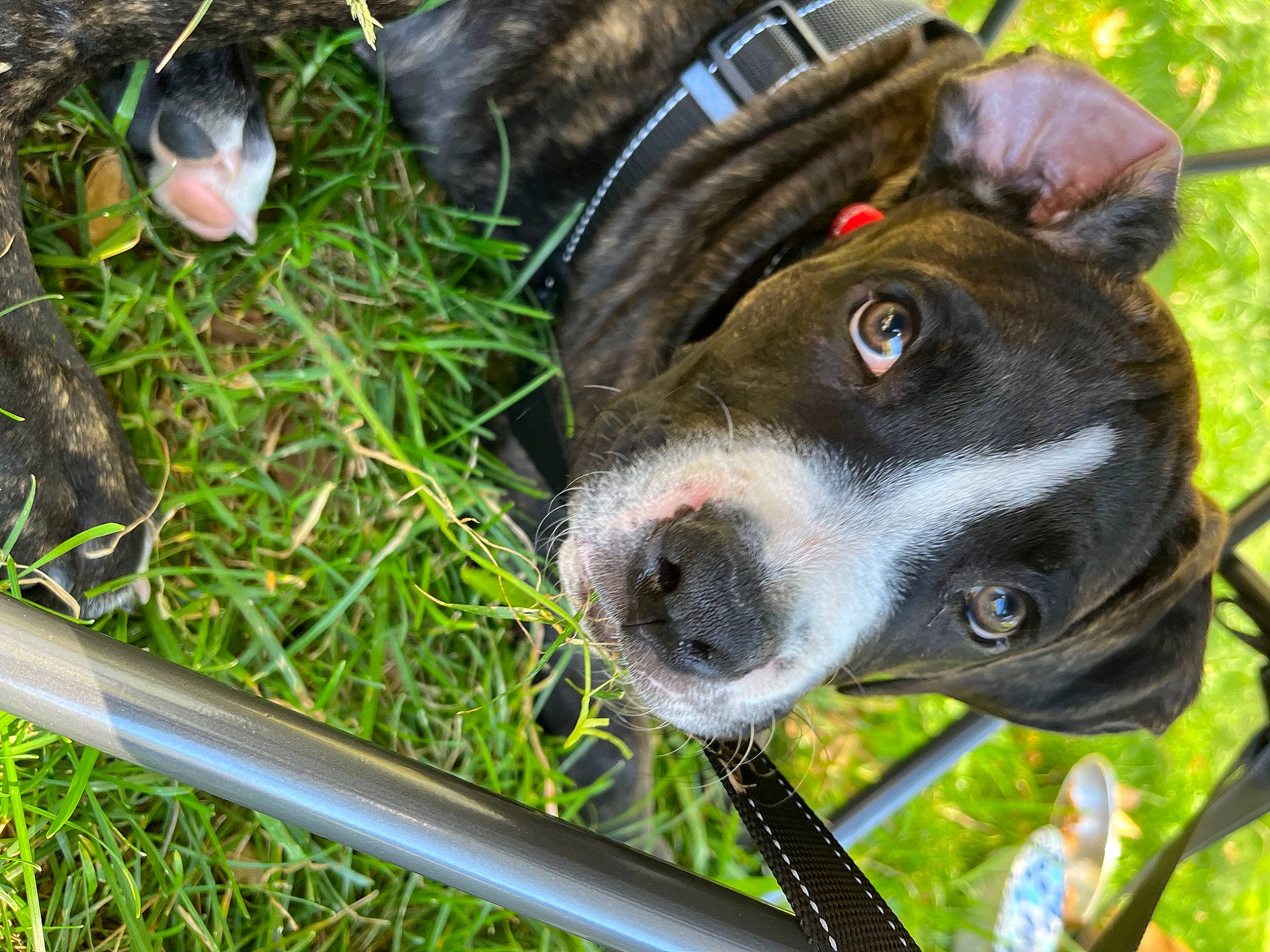 Bobo joined the competition — help win amazing prizes! carnivore, collar, companion_dog, dog, dog_breed, dog_collar, fashion_accessory, fawn, fur, grass, guard_dog, leash, personal_protective_equipment, pet_supply, plant, snout, sporting_group, terrestrial_animal, whiskers, working_animal