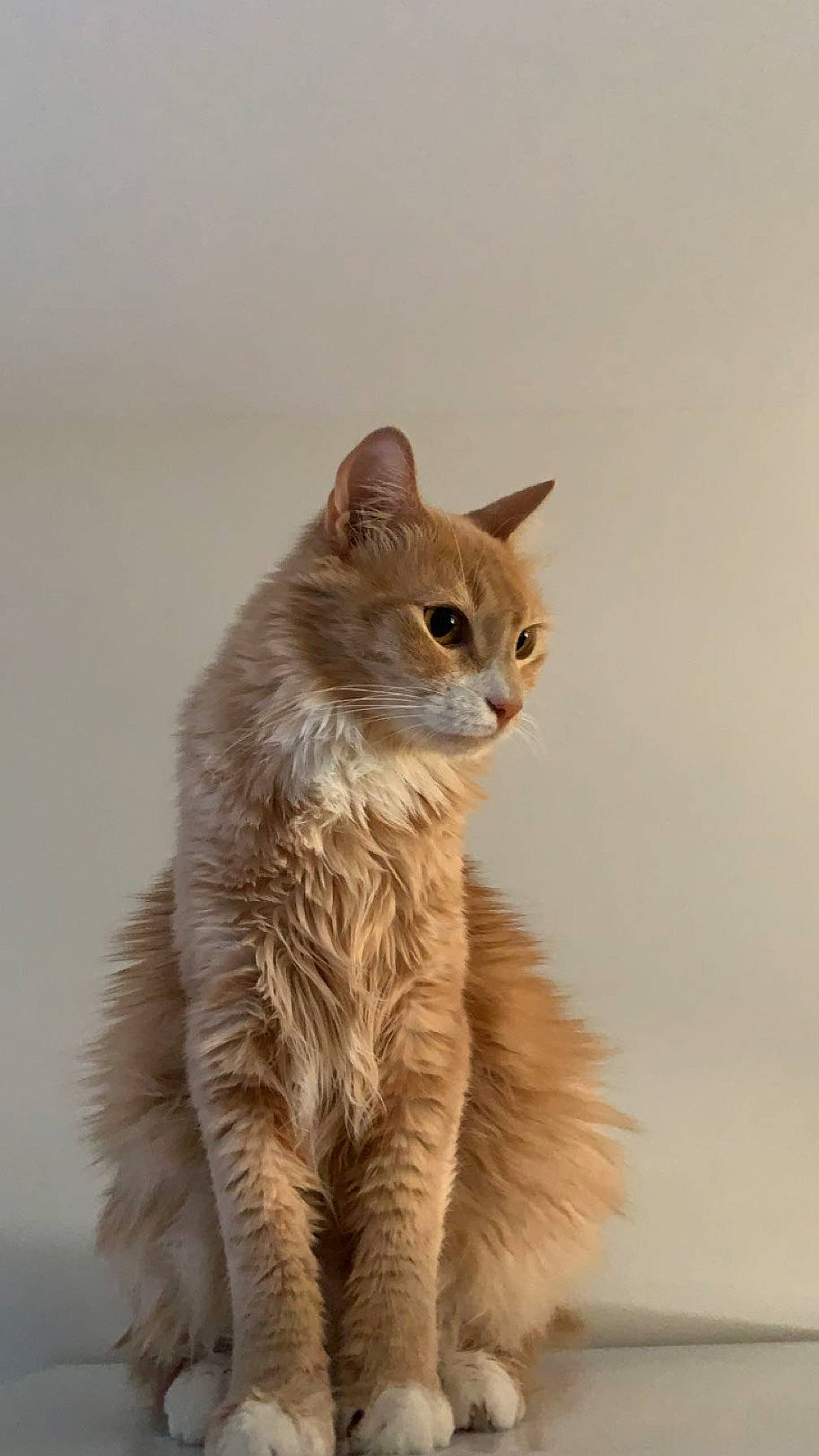 Kobe a rejoint le concours — aidez-le/la à gagner de superbes lots ! british_longhair, carnivore, cat, claw, domestic_short_haired_cat, fawn, felidae, fur, paw, small_to_medium_sized_cats, snout, tail, terrestrial_animal, whiskers, wildlife, window, winter, wood