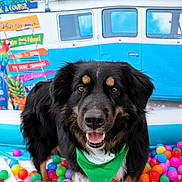 Tank joined the competition — help win amazing prizes! dog, black_dog, green_bandana, ball_pit, colorful_balls, smiling_dog, indoor, toy, playful, pet, leash, background, blue_van, signs, tropical, flower, pineapple, parrot, happy, portrait