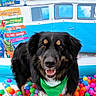 dog, black_dog, green_bandana, ball_pit, colorful_balls, smiling_dog, indoor, toy, playful, pet, leash, background, blue_van, signs, tropical, flower, pineapple, parrot, happy, portrait