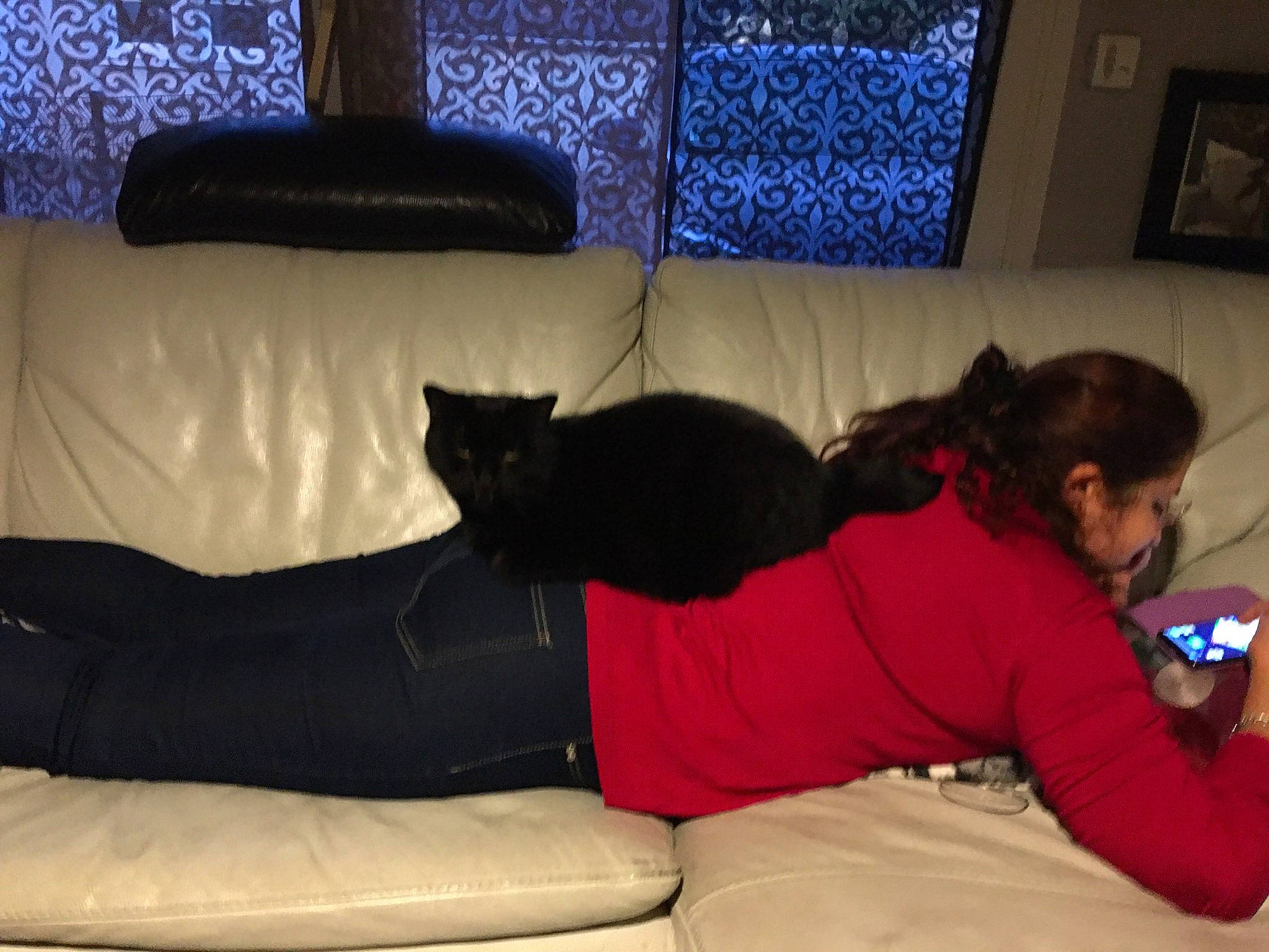 Malo a rejoint le concours — aidez-le/la à gagner de superbes lots ! black_cat, carnivore, cat, comfort, couch, felidae, furniture, small_to_medium_sized_cats