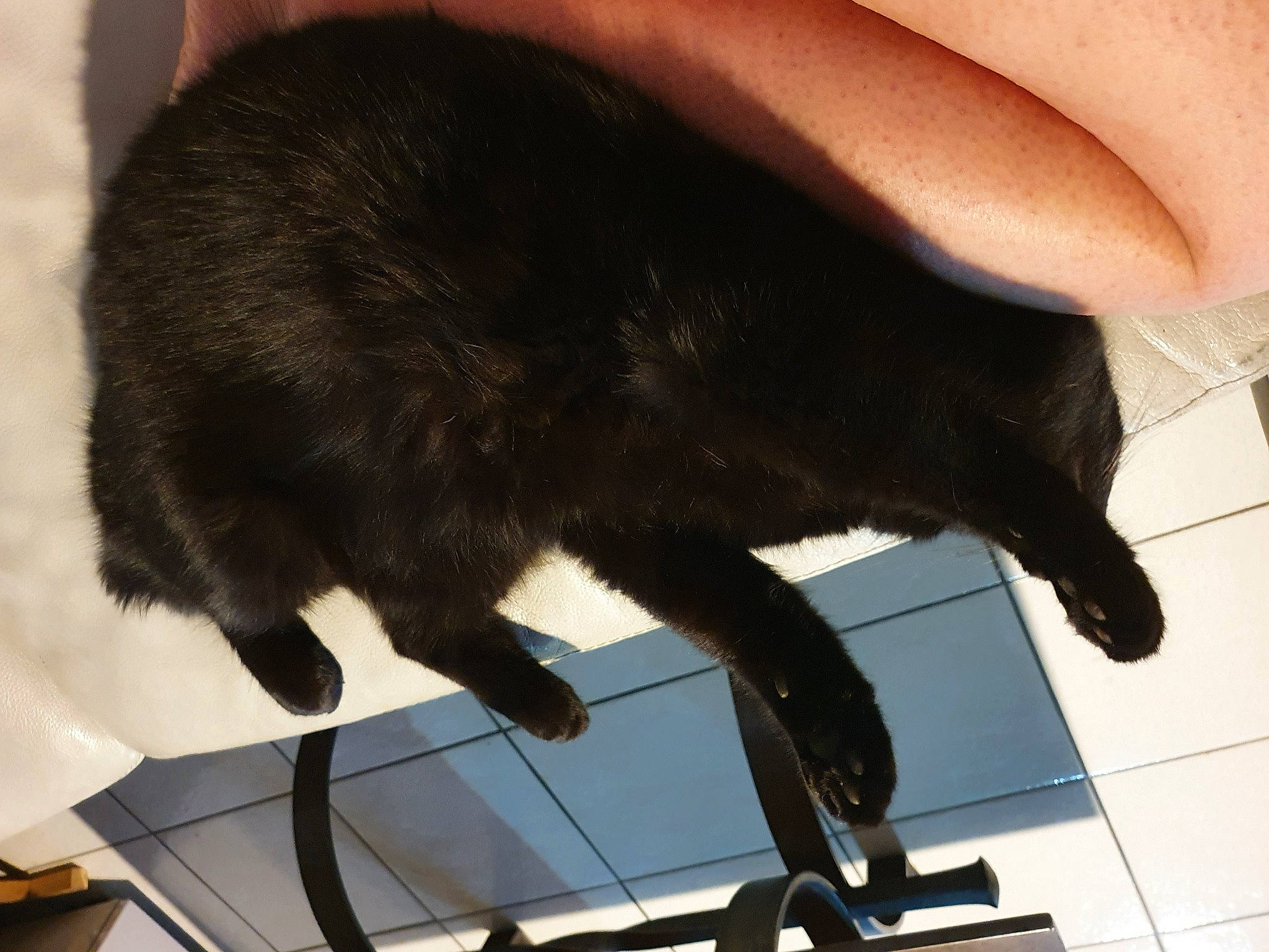 Malo participe au concours pour gagner de l'argent avec cette photo : black_cat, bombay, carnivore, cat, claw, felidae, fur, leg, small_to_medium_sized_cats, tail, whiskers