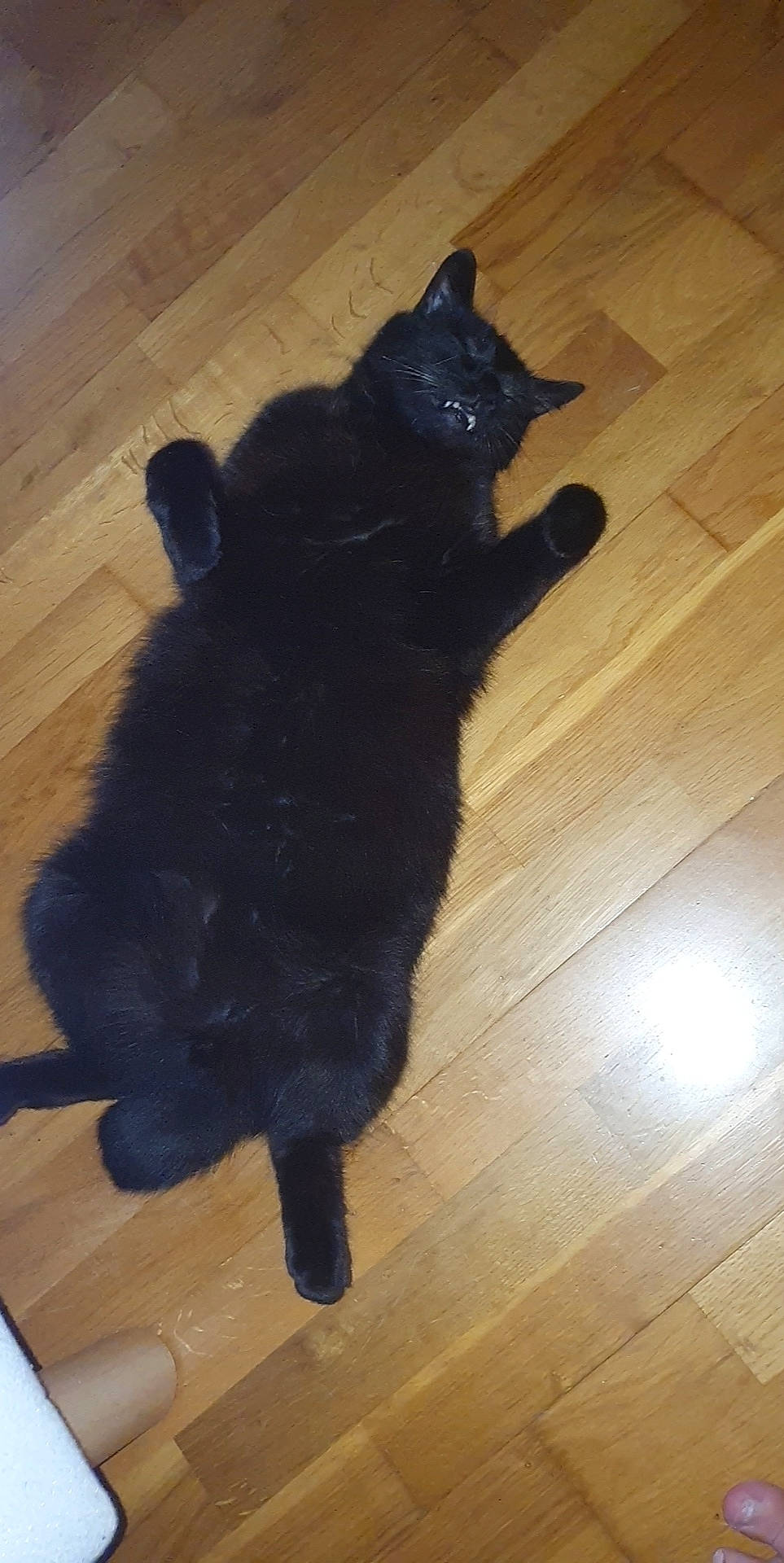 Malo participe au concours pour gagner de l'argent avec cette photo : black, black_cat, bombay, canidae, carnivore, cat, dog_breed, domestic_short_haired_cat, felidae, floor, flooring, fur, hardwood, mammal, paw, schipperke, small_to_medium_sized_cats, tail, whiskers, wood