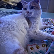 Mimi participe au concours pour gagner de l'argent avec cette photo : animal, bed, blanket, cat, cozy, cute, domestic, ears, feline, fur, indoor, orange, pattern, paw, pet, relaxed, resting, soft, whiskers, white