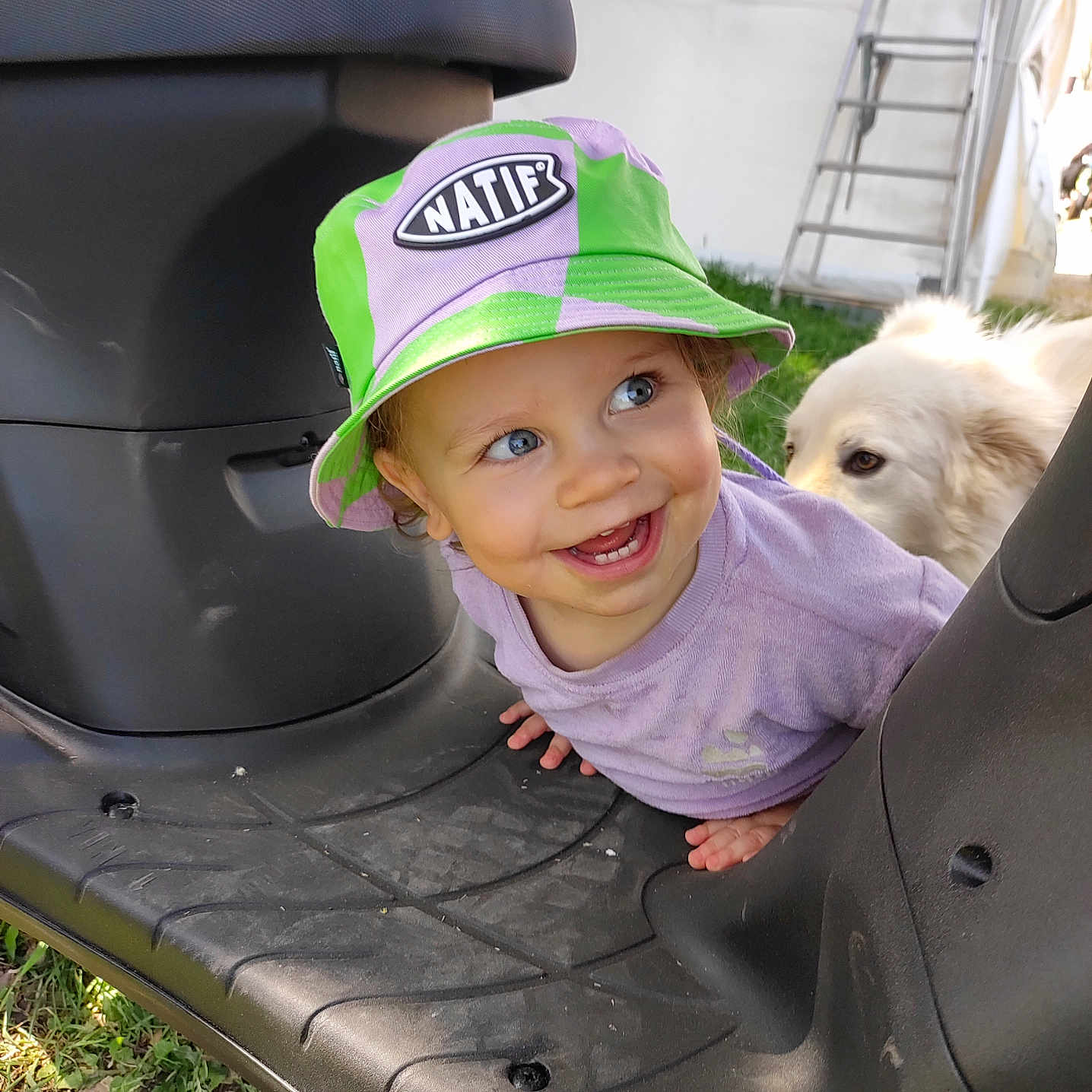 Kacy participe au concours pour gagner de l'argent avec cette photo : black_plastic, blue_eyes, bucket_hat, child, curious, cute, dog, grass, happy, hat, ladder, outdoor, person, pet, plastic_surface, playful, smiling, sunlight, toddler, white_dog