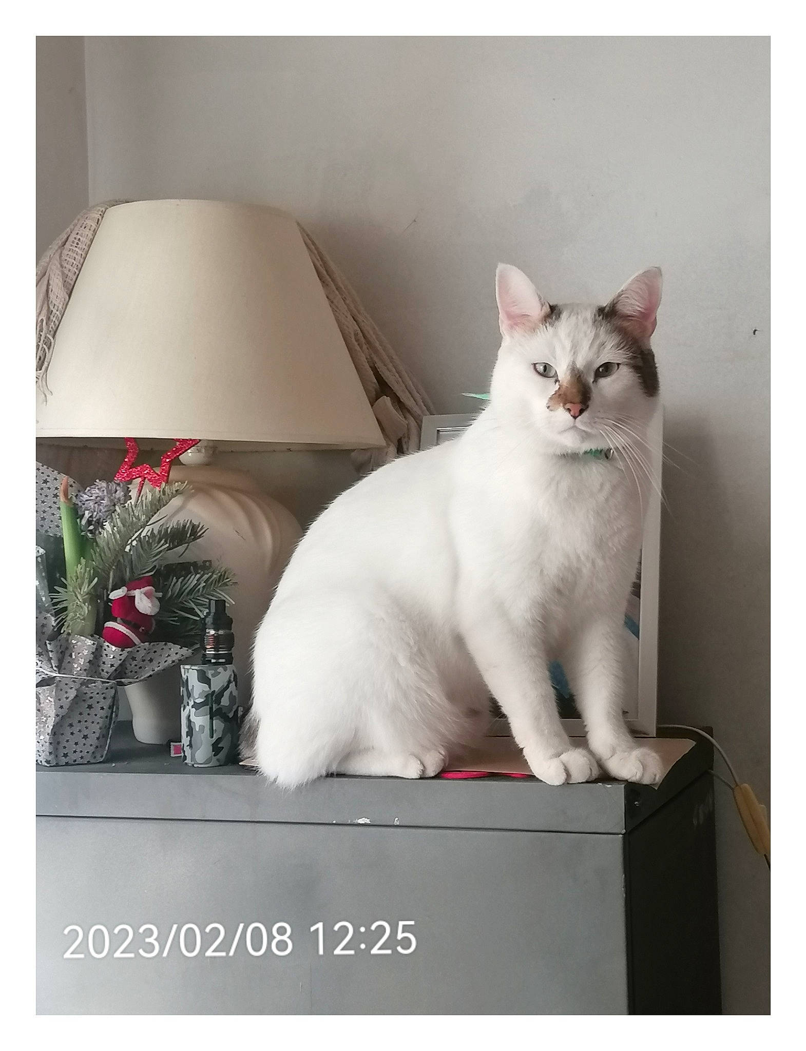 Phénix a rejoint le concours — aidez-le/la à gagner de superbes lots ! box, carnivore, cat, comfort, domestic_short_haired_cat, felidae, flowerpot, font, fur, houseplant, lamp, lampshade, paw, photo_caption, plant, rectangle, sitting, small_to_medium_sized_cats, tail, whiskers