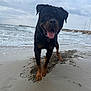 dog, rottweiler, beach, sand, water, waves, cloudy_sky, wet, animal, pet, tongue_out, playful, outdoor, nature, sea, shore, happy, canine, summer, vacation