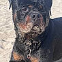 Picsou a rejoint le concours — aidez-le/la à gagner de superbes lots ! rottweiler, dog, sand, beach, wet_fur, collar, canine, outdoor, animal, pet, portrait, closeup, black_fur, tan_fur, lying_down, sunlight, nature, muzzle, ears, paw