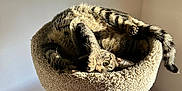Karen joined the competition — help win amazing prizes! animal, cat, cat_tree, cozy, curled_up, cute, feline, fur, home, indoor, perch, pet, playful, relaxing, resting, sunlight, tabby, wall, whiskers, wood_floor