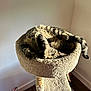 animal, cat, cat_tree, cozy, curled_up, cute, feline, fur, home, indoor, perch, pet, playful, relaxing, resting, sunlight, tabby, wall, whiskers, wood_floor