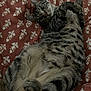 Karen is registered to the contest to win money with this photo: animal, bed, blanket, cat, cozy, curious, cute, domestic, feline, fur, indoor, patterned, paws, pet, relaxed, resting, sleepy, striped, tabby, whiskers