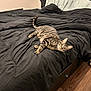 Karen is registered to the contest to win money with this photo: animal, bed, black_comforter, cat, cozy, curious, ears, feline, fur, home, indoor, looking, pet, pillow, resting, striped, tabby, tail, whiskers, wood_floor