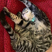 Karen joined the competition — help win amazing prizes! animal, cat, collar, cozy, curled, cute, feline, fur, indoor, paw, pet, red_blanket, relaxed, resting, sleeping, soft, striped, tabby, tail, whiskers
