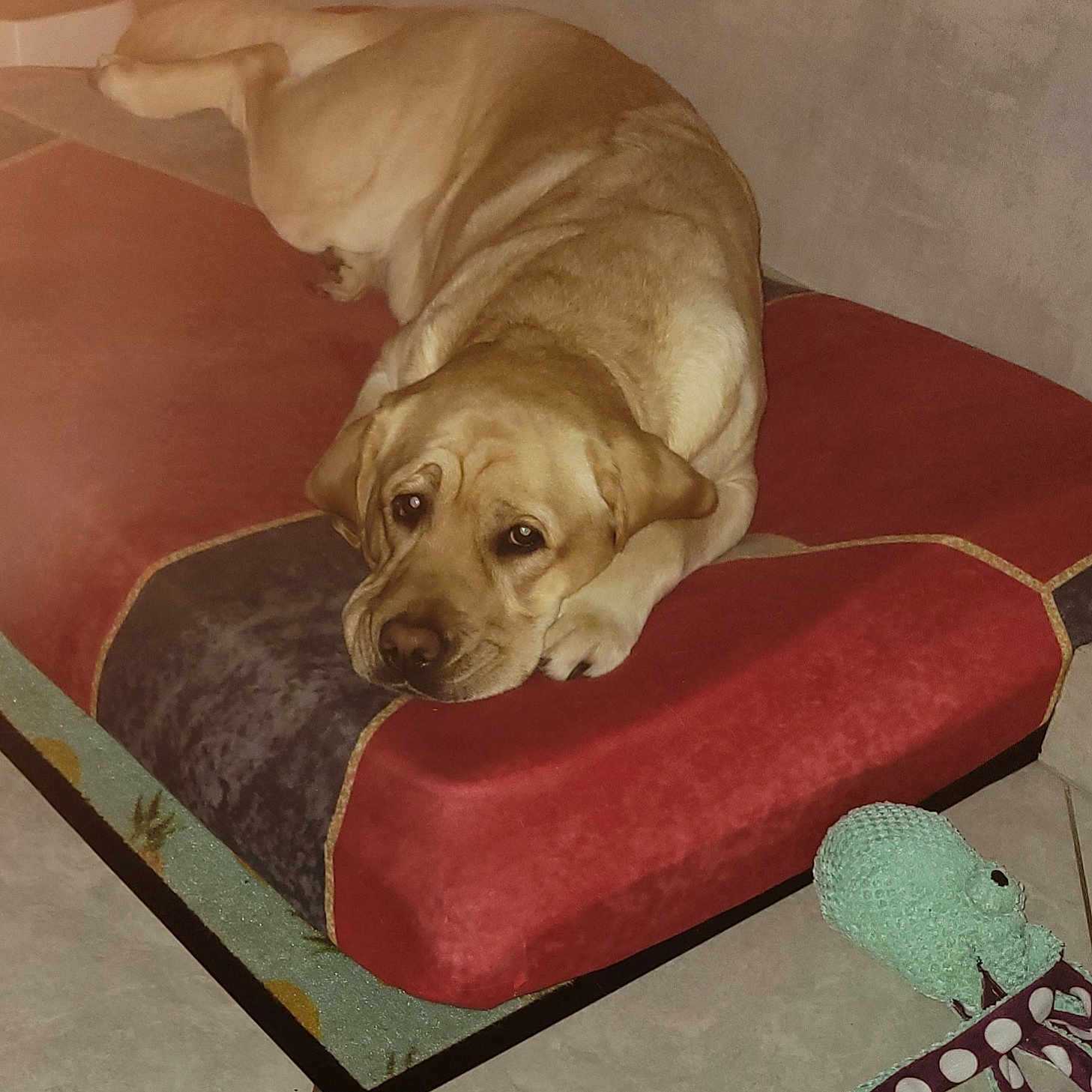 Uska a rejoint le concours — aidez-le/la à gagner de superbes lots ! dog, labrador, dog_bed, toy, octopus_toy, indoor, floor, tile_floor, pet, resting, animal, canine, sleepy, brown_dog, cozy, home, domestic, companion, relaxed, laying_down