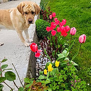 Uska participe au concours pour gagner de l'argent avec cette photo : dog, labrador, flower_bed, tulips, pink_tulips, yellow_tulips, green_grass, plants, leaves, sidewalk, outdoor, garden, pets, nature, spring, daylight, curious, canine, parked_vehicles, concrete