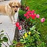 dog, labrador, flower_bed, tulips, pink_tulips, yellow_tulips, green_grass, plants, leaves, sidewalk, outdoor, garden, pets, nature, spring, daylight, curious, canine, parked_vehicles, concrete
