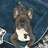Kash joined the competition — help win amazing prizes! dog, french_bulldog, pet, bed, blue, ear, paw, blanket, carpet, indoor, cute, animal, canine, fur, looking, resting, comfort, domestic, portrait, snout