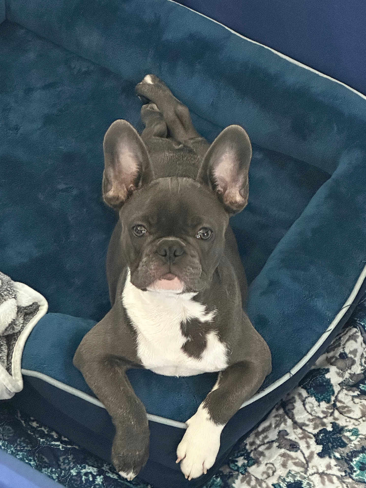 Kash