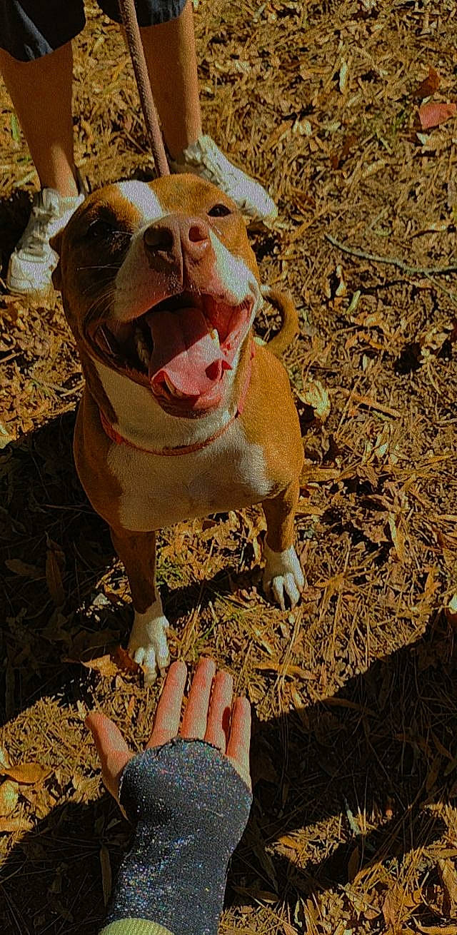 Rosie joined the competition — help win amazing prizes! bulldog, canidae, carnivore, companion_dog, dog, dog_breed, dog_clothes, dog_collar, fawn, foot, grass, happy, leash, nail, people_in_nature, soil, sporting_group, terrestrial_animal, whiskers, working_animal