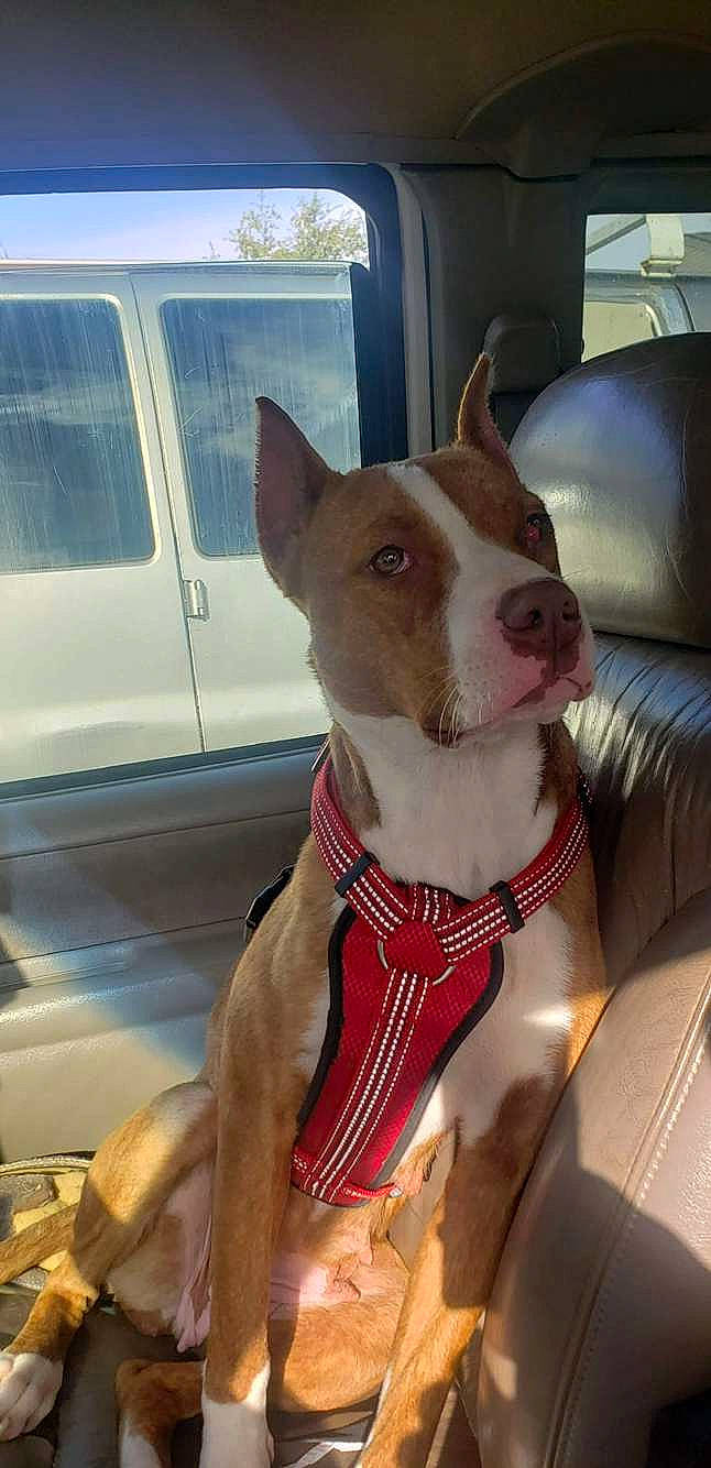 Rosie joined the competition — help win amazing prizes! ancient_dog_breeds, bull_and_terrier, canidae, carnivore, collar, companion_dog, dog, dog_breed, dog_collar, fawn, pet_supply, sighthound, snout, sporting_group, terrier, vehicle_door, whiskers, window, windshield, working_animal