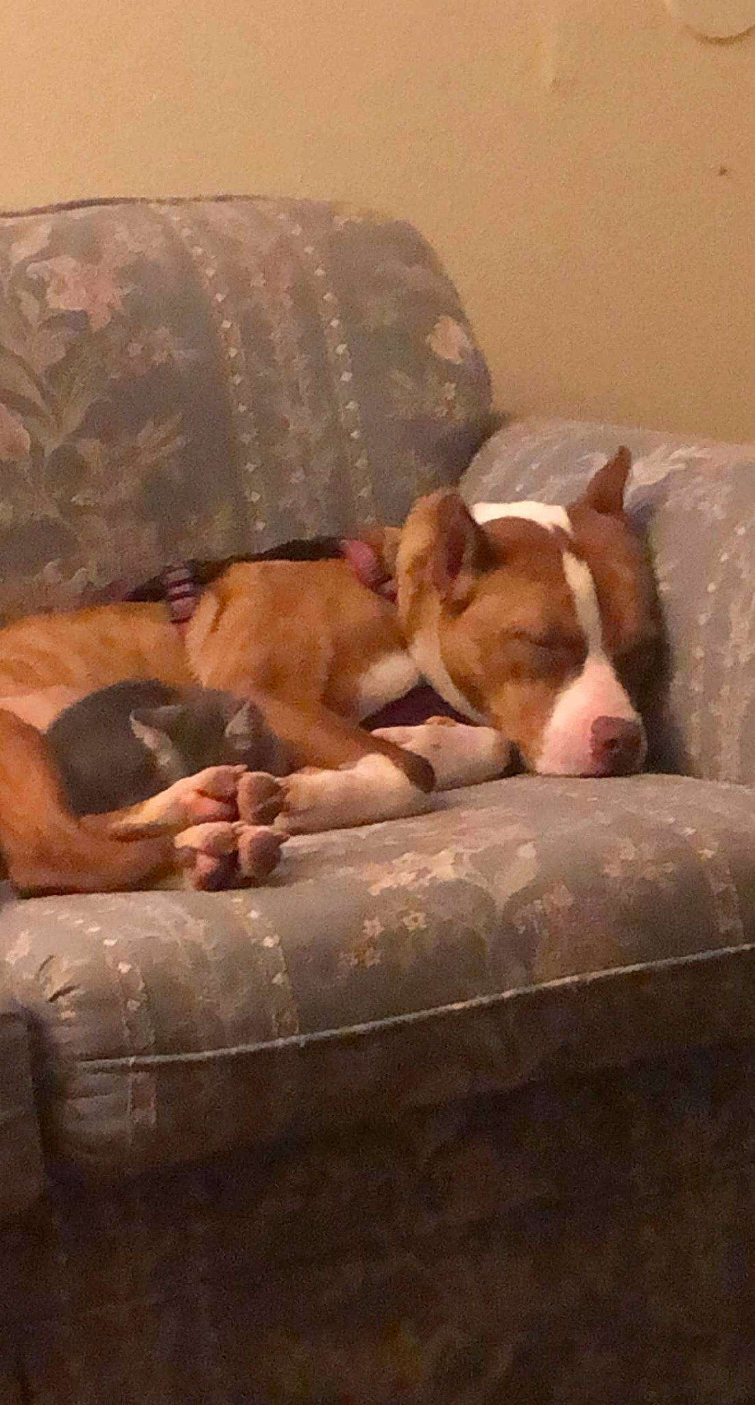 Rosie joined the competition — help win amazing prizes! bedtime, bored, canidae, carnivore, comfort, companion_dog, dog, dog_breed, fawn, fur, linens, liver, nap, pet_supply, room, sleep, sporting_group, tail, wood, working_animal