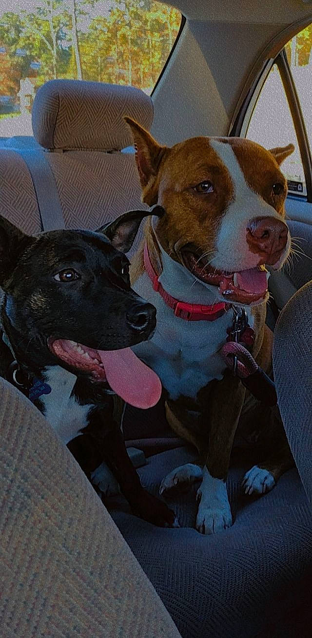 Rosie is registered to the contest to win money with this photo: ancient_dog_breeds, canidae, carnivore, collar, companion_dog, dog, dog_breed, dog_collar, dog_supply, fashion_accessory, fawn, guard_dog, leash, non_sporting_group, snout, sporting_group, terrier, whiskers, working_animal, working_dog