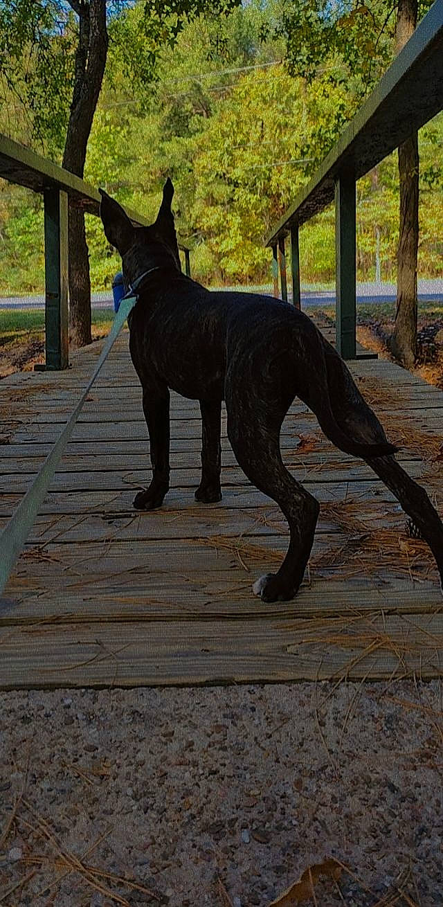 Echo joined the competition — help win amazing prizes! canidae, carnivore, dog, dog_breed, fawn, guard_dog, liver, metal, mexican_hairless_dog, non_sporting_group, plant, shade, snout, sporting_group, tail, terrestrial_animal, tree, wood, working_animal, working_dog