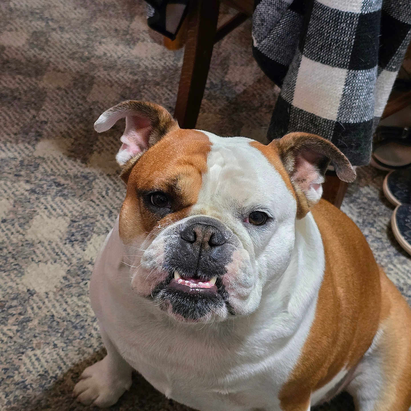 Leo joined the competition — help win amazing prizes! animal, brown, bulldog, canine, carpet, checkered_blanket, closeup, companion, cute, dog, ears, floor, fur, home, indoor, pet, portrait, relaxed, sitting, white