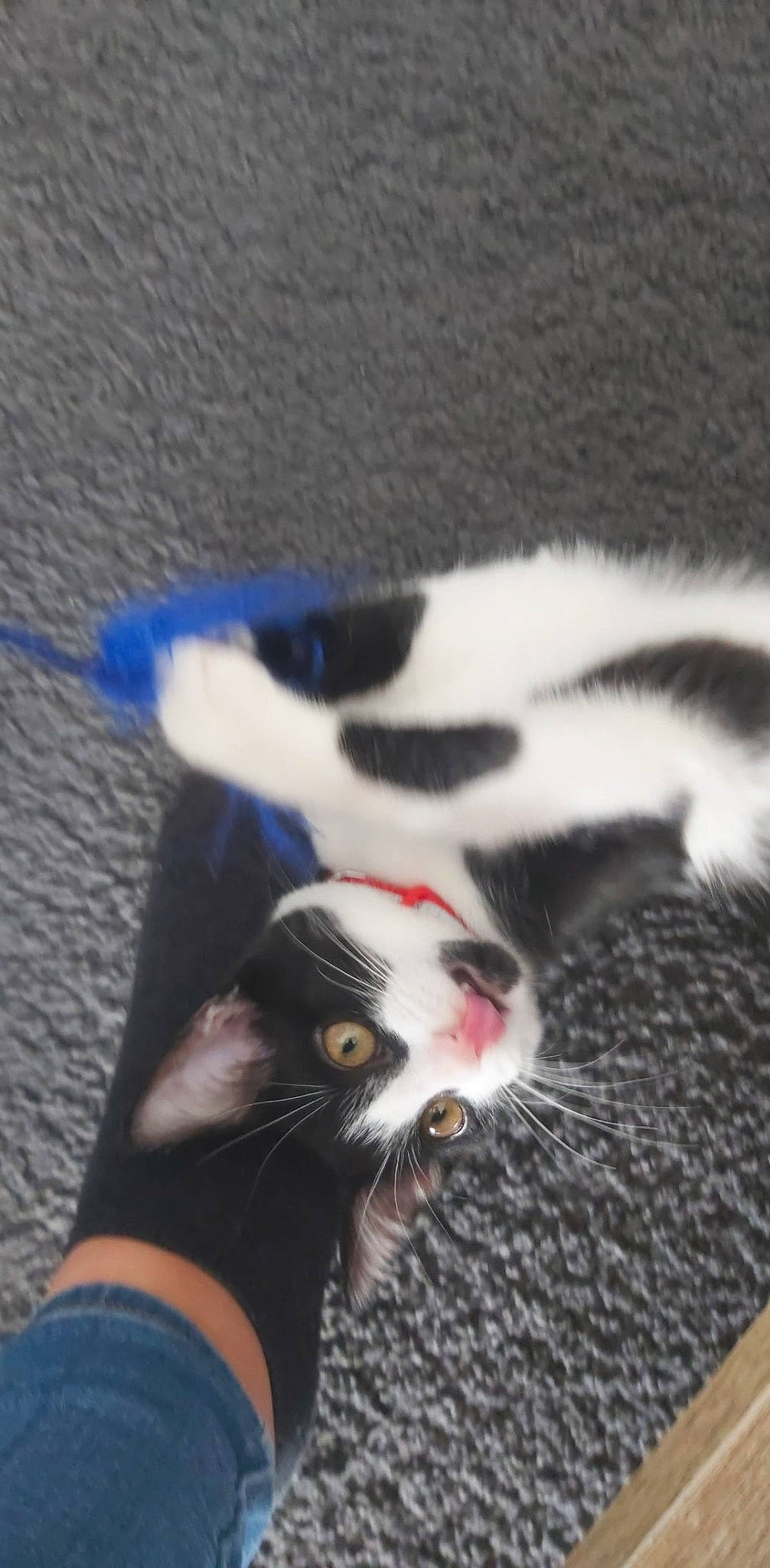 Kyubi participe au concours pour gagner de l'argent avec cette photo : aegean_cat, carnivore, cat, claw, domestic_short_haired_cat, ear, european_shorthair, felidae, kitten, paw, polydactyl_cat, small_to_medium_sized_cats, tail, whiskers