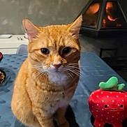 Biggie participe au concours pour gagner de l'argent avec cette photo : cat, orange_cat, tabby, indoor, table, tablecloth, plush_toy, strawberry_toy, fireplace, cozy, pet, animal, feline, cute, whiskers, ears, sitting, looking, closeup, domestic